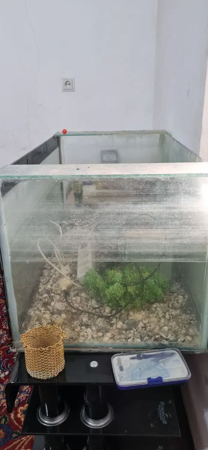 اکواریوم|ماهی|زاهدان, |دیوار