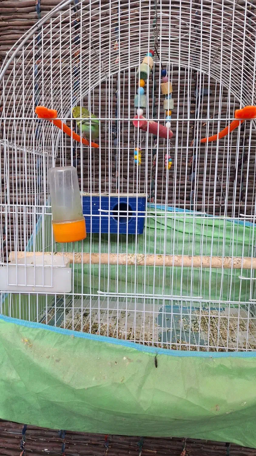 عروس هلندی اصل|پرنده|پیرانشهر, |دیوار