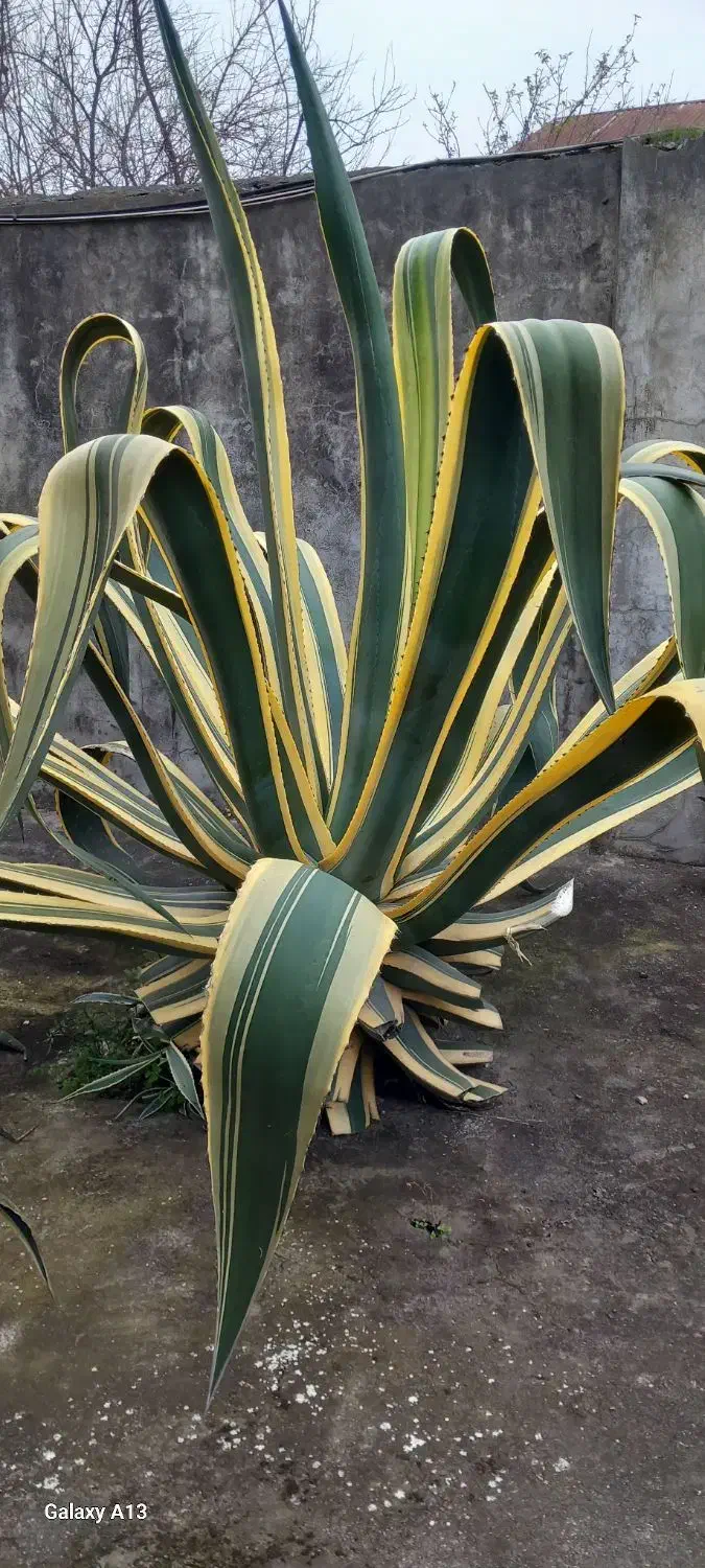 گل بزرگ و بسیار زیبا|گل و گیاه طبیعی|بندر انزلی, چهارفریضه|دیوار