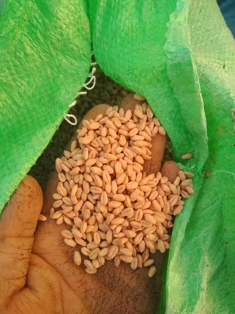 29.500|خدمات باغبانی و درختکاری|درودزن, |دیوار