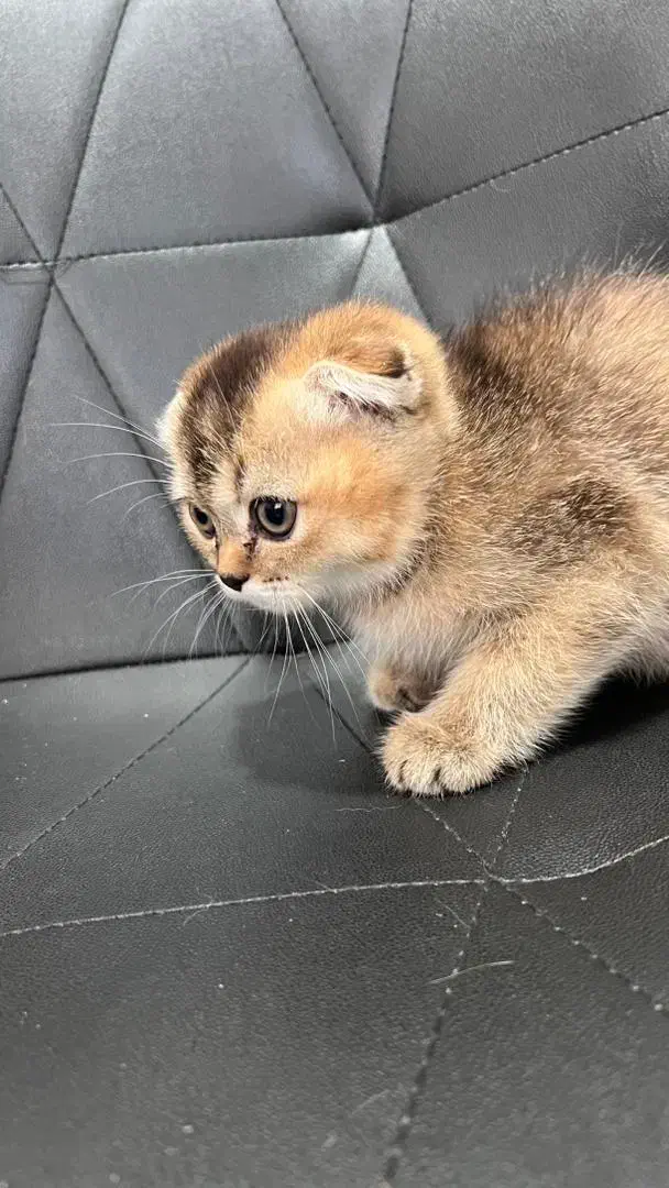 گربه اسکاتیش فولد|گربه|میاندوآب, |دیوار