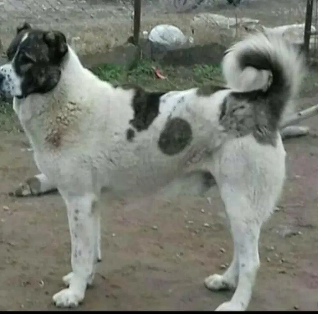 واگذاری سگ نر|سگ|جلفا, |دیوار