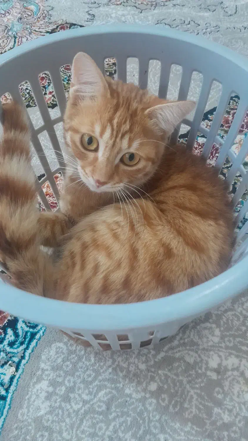 گربه|گربه|اردبیل, |دیوار