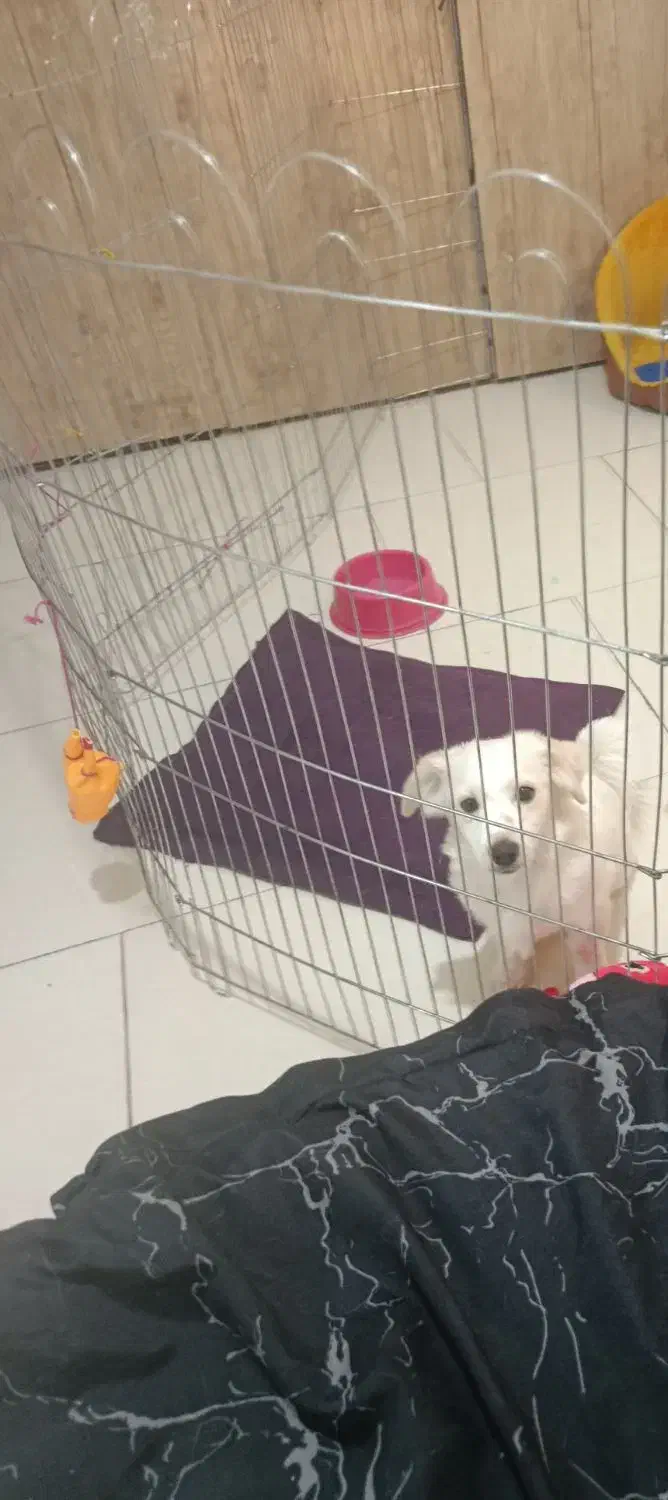 سگ خوشگل و توپر|سگ|تهران, اتابک|دیوار