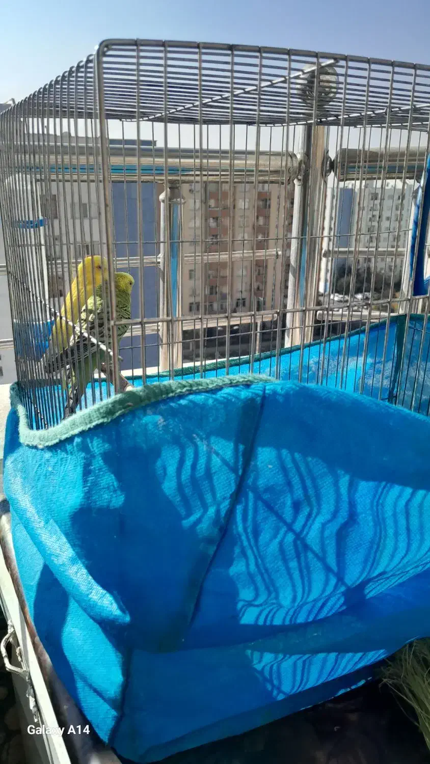 مرغ عشق|پرنده|پردیس, فاز ۴|دیوار