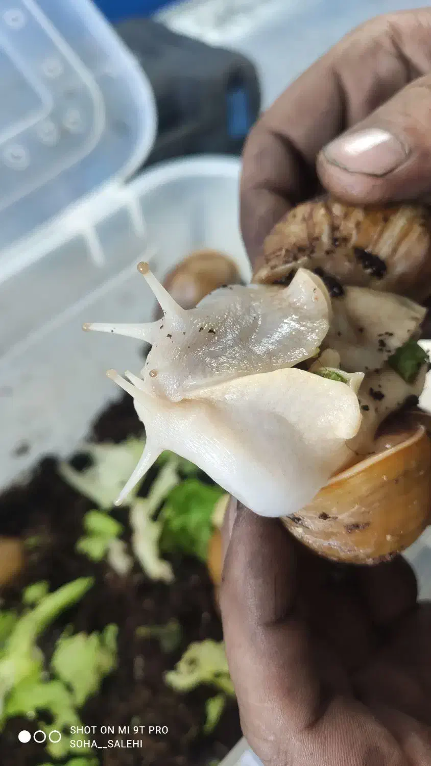 حلزون آلبینو|خزنده|تبریز, |دیوار