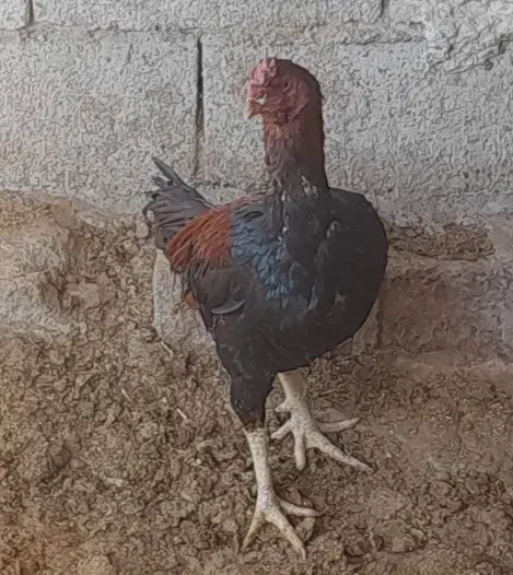 خروس لاری فروشی یا معامله.|حیوانات مزرعه|رفسنجان, |دیوار