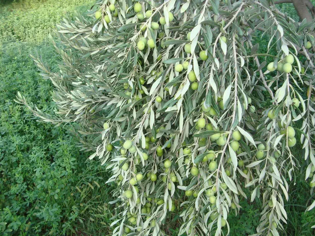 عرضه مستقیم زیتون از باغات طارم|خوردنی و آشامیدنی|رشت, فلسطین|دیوار