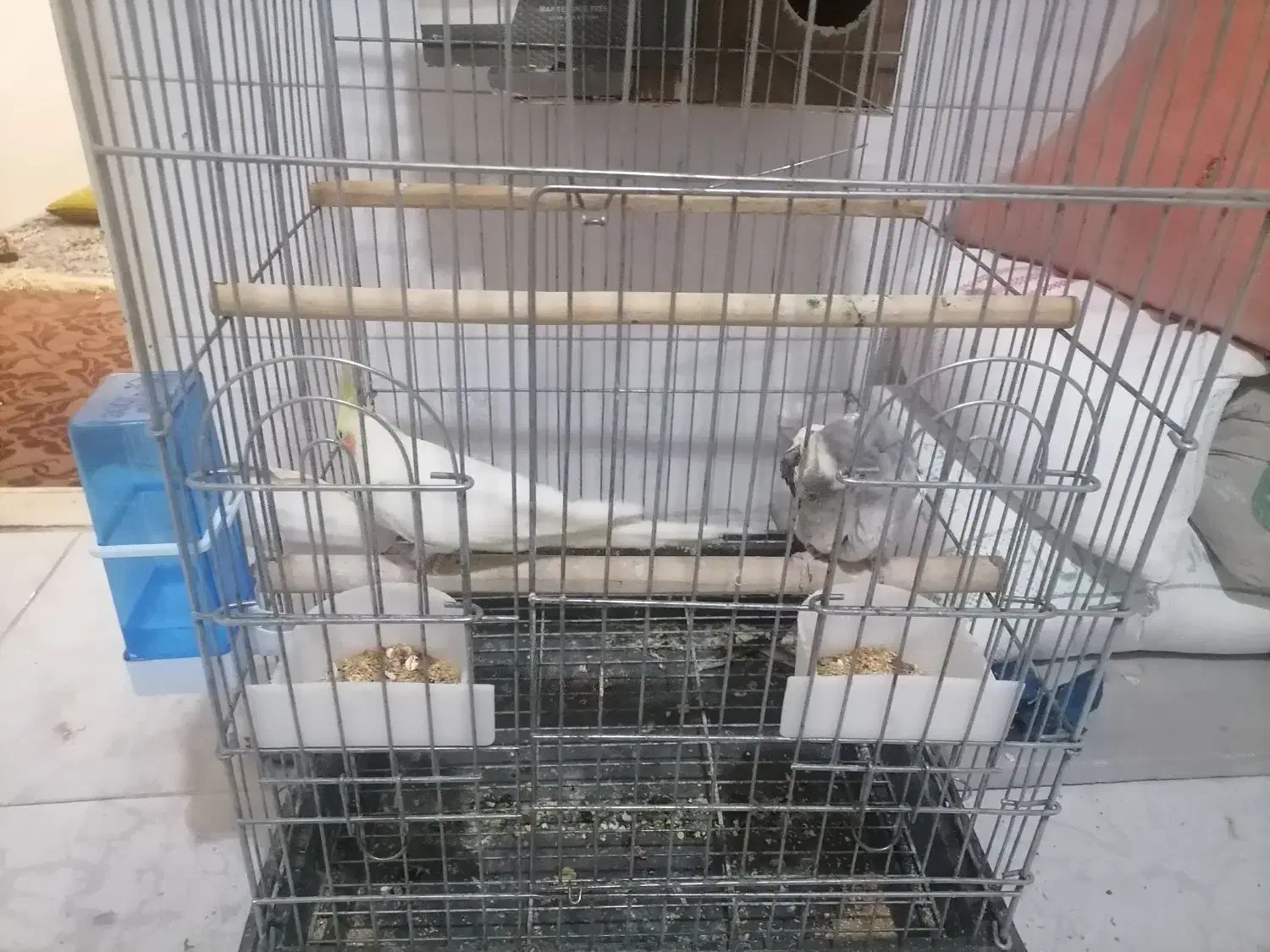 یک جفت عروس هلندی مولد|پرنده|تهران, آهنگران (سراسیاب دولاب)|دیوار