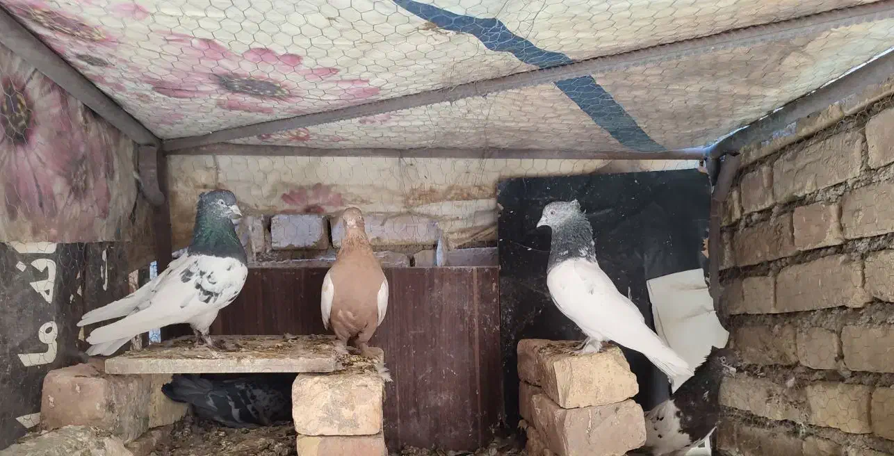 کله الماسی کله سیاه سینه زرد ماده سوسکی پلاکی|پرنده|مبارکه, |دیوار