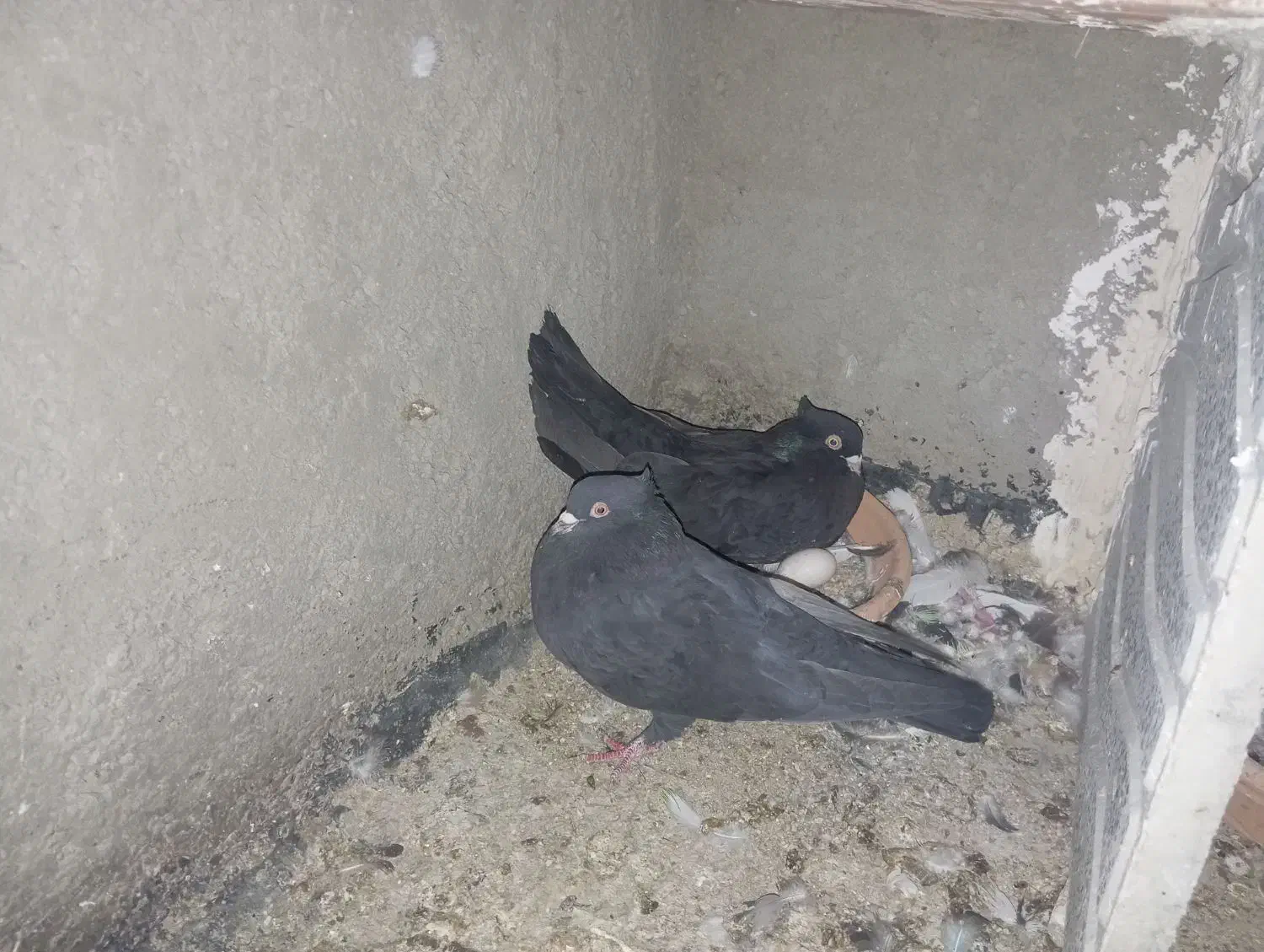 کبوتر|پرنده|ساوه, |دیوار