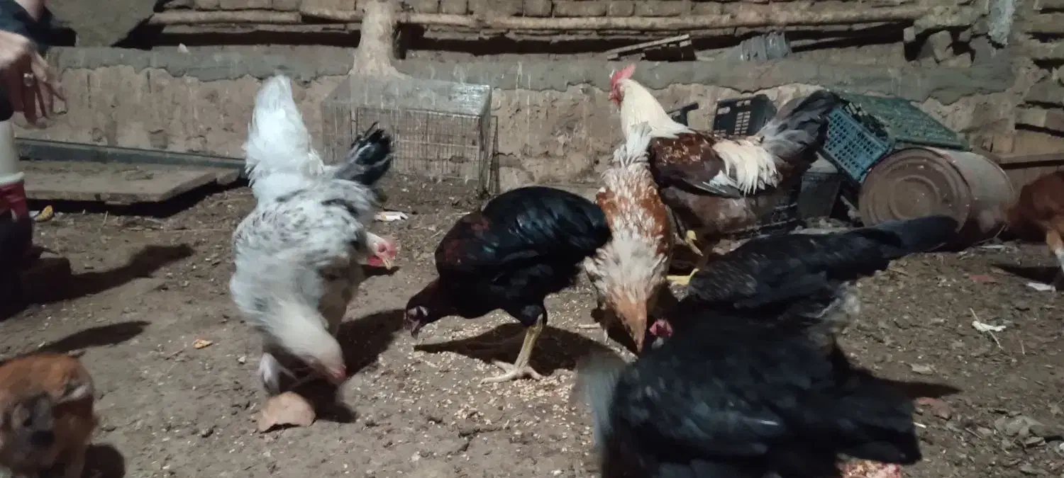 مرغ و خروس|حیوانات مزرعه|مهدی شهر, |دیوار