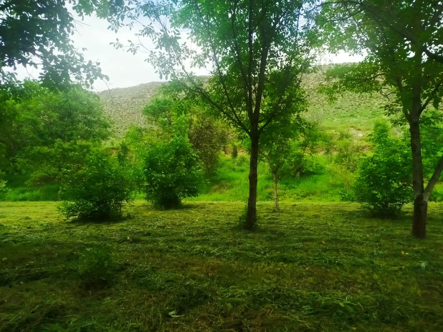 باغ|فروش خانه و ویلا|کلات (خراسان), |دیوار
