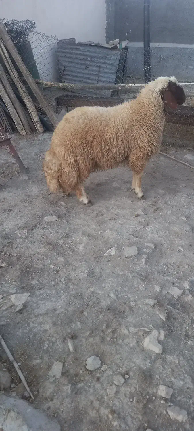 قوچ سنجابی|حیوانات مزرعه|کرمانشاه, |دیوار