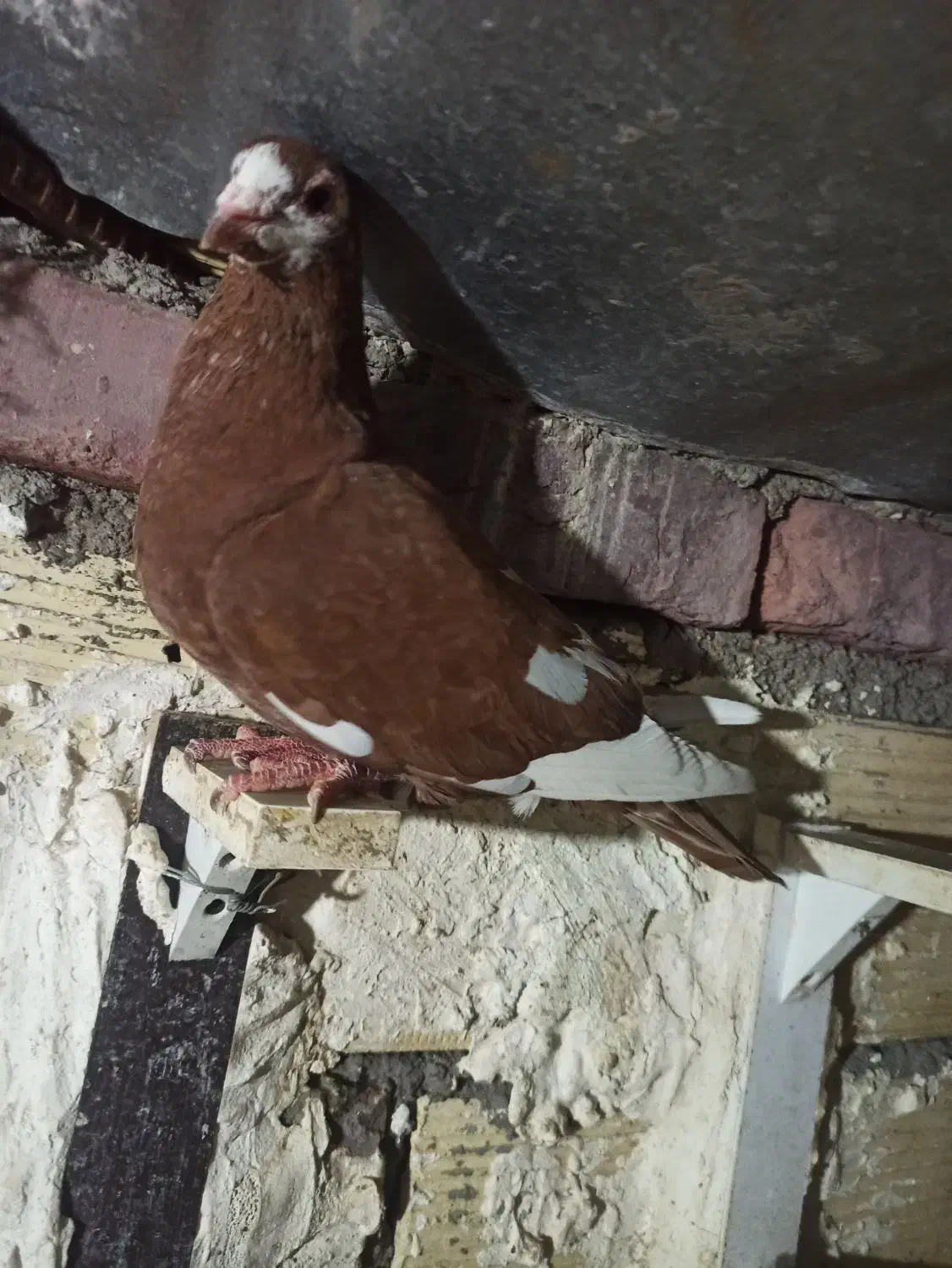 ماده مینا سرخ|پرنده|زاهدان, |دیوار