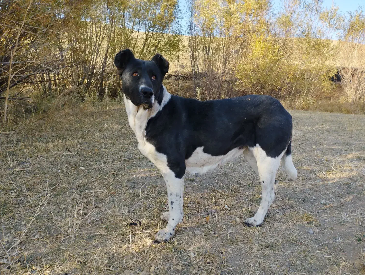 ماده سراب سایزدار|سگ|کلیائی, |دیوار