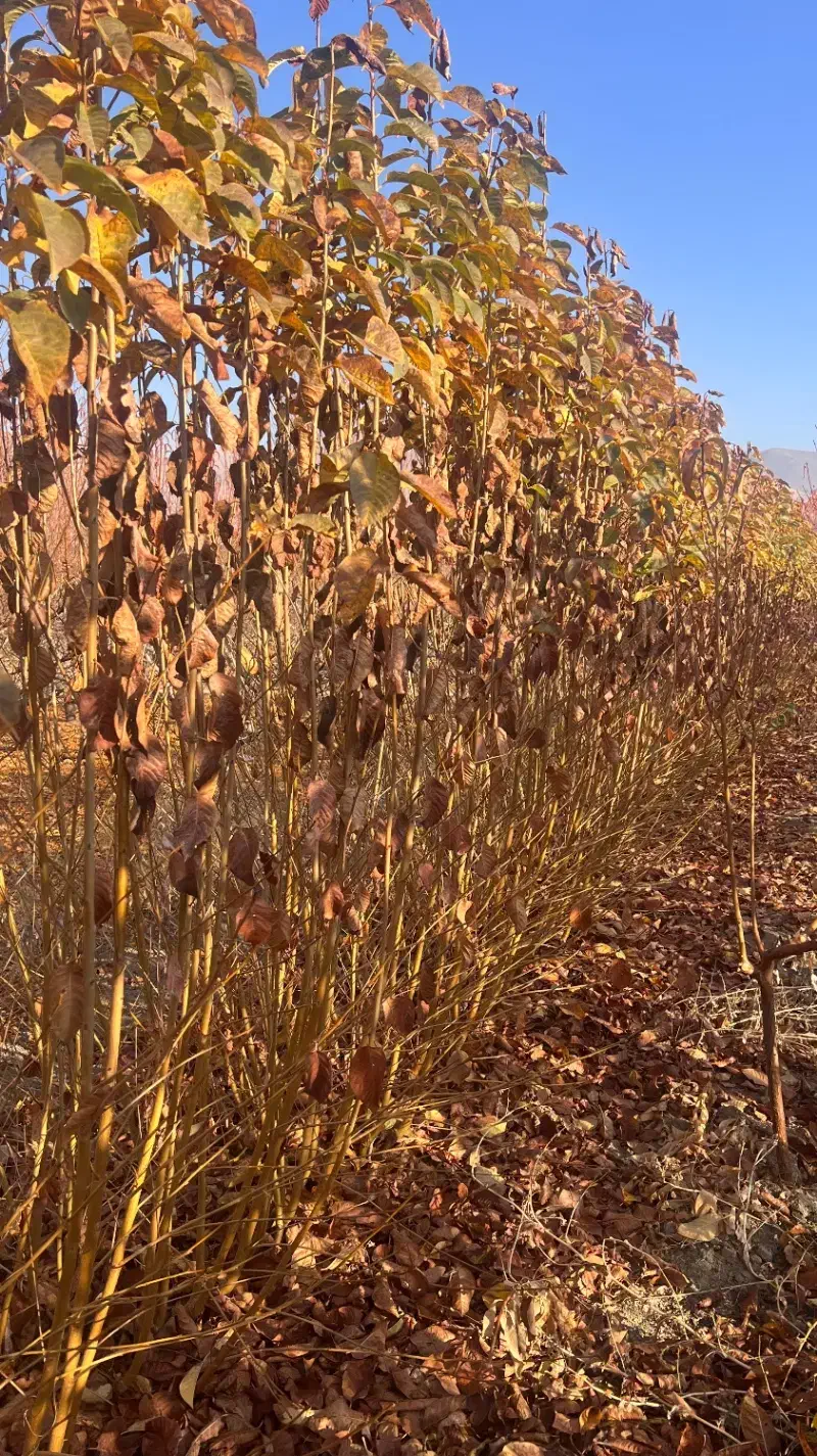 نهالستان انواع نهالهای گیلاس.البالو.هلو.انگورسیاه|خدمات باغبانی و درختکاری|سنندج, |دیوار