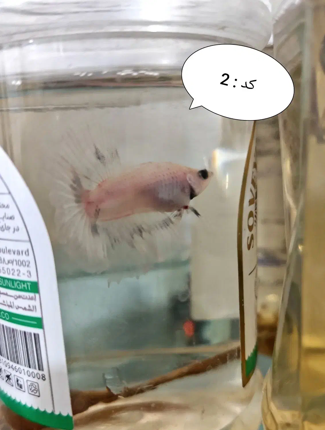 ماهی فایتر|ماهی|خرم‌آباد, |دیوار