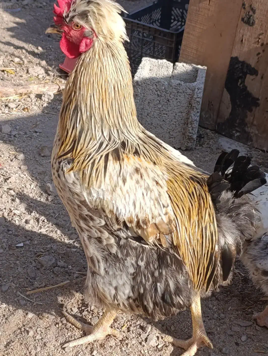 خروس|حیوانات مزرعه|رستمآباد, |دیوار