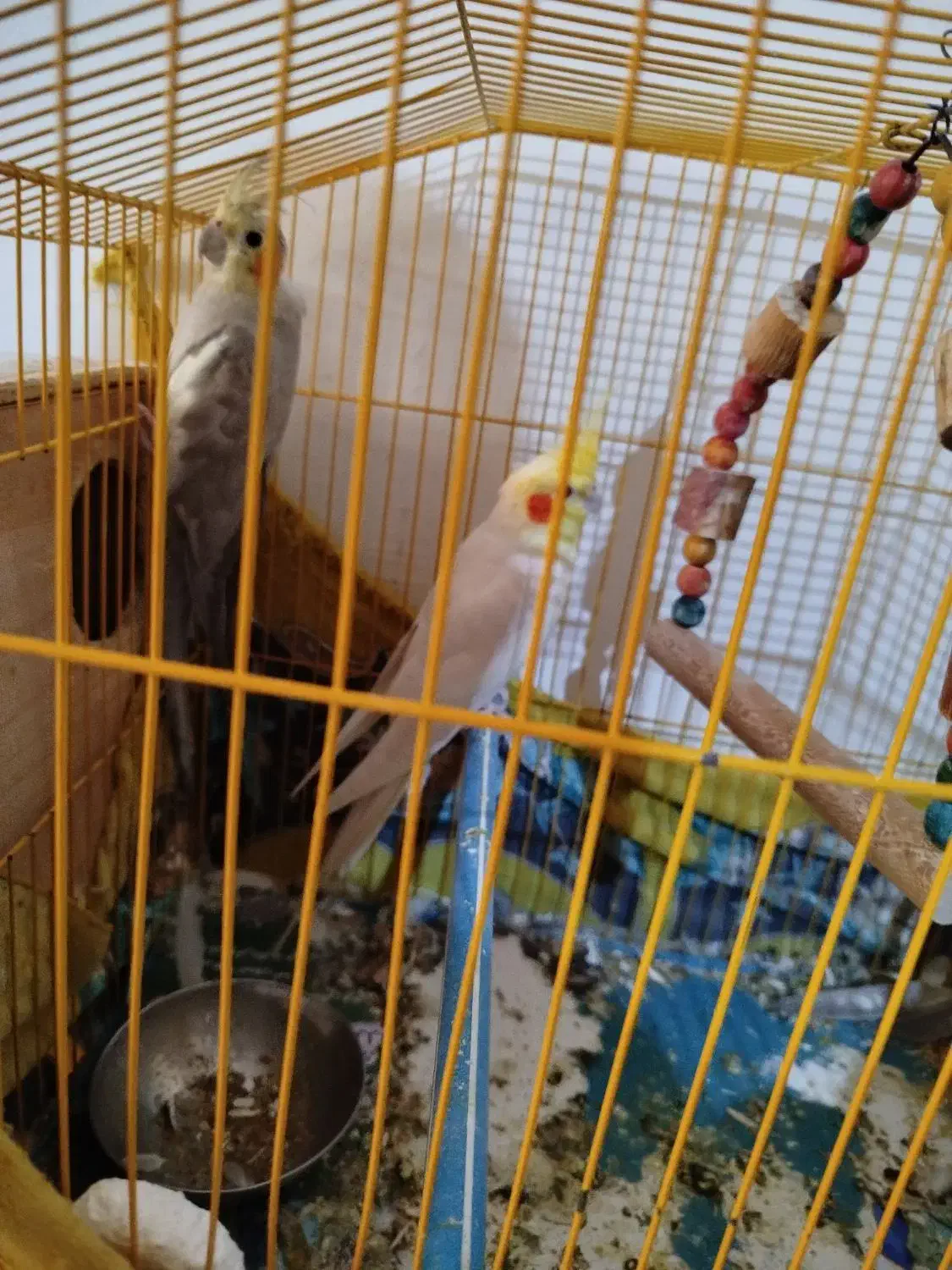 جفت عروس هلندی|پرنده|بندرعباس, |دیوار