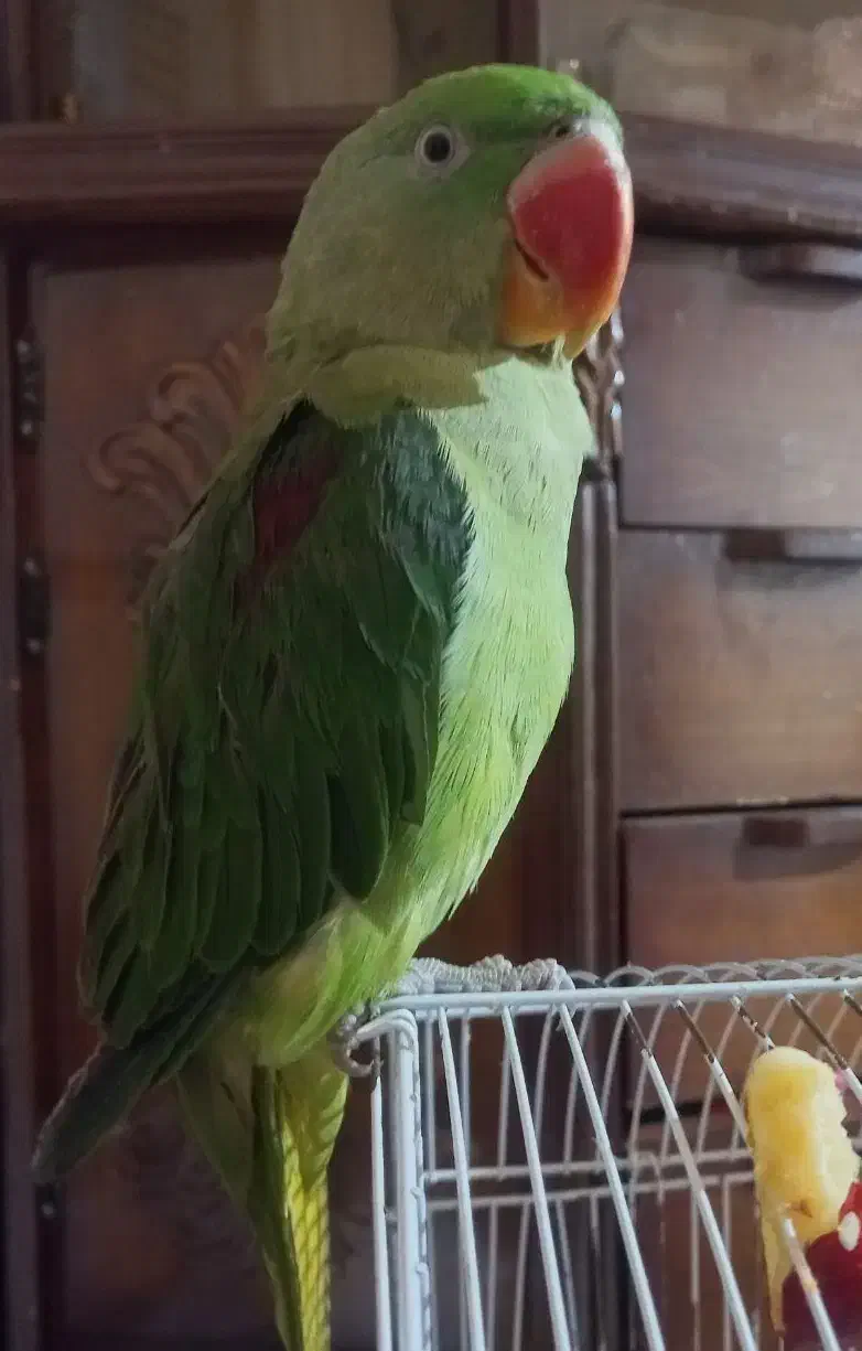 شاه طوطی نر|پرنده|مراغه, |دیوار