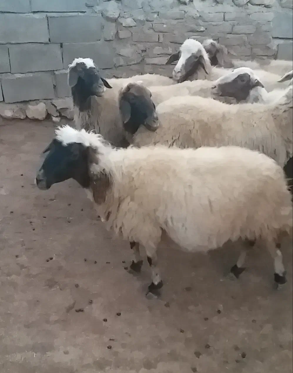 گوسفند جوان و سالم|حیوانات مزرعه|چرداول, |دیوار