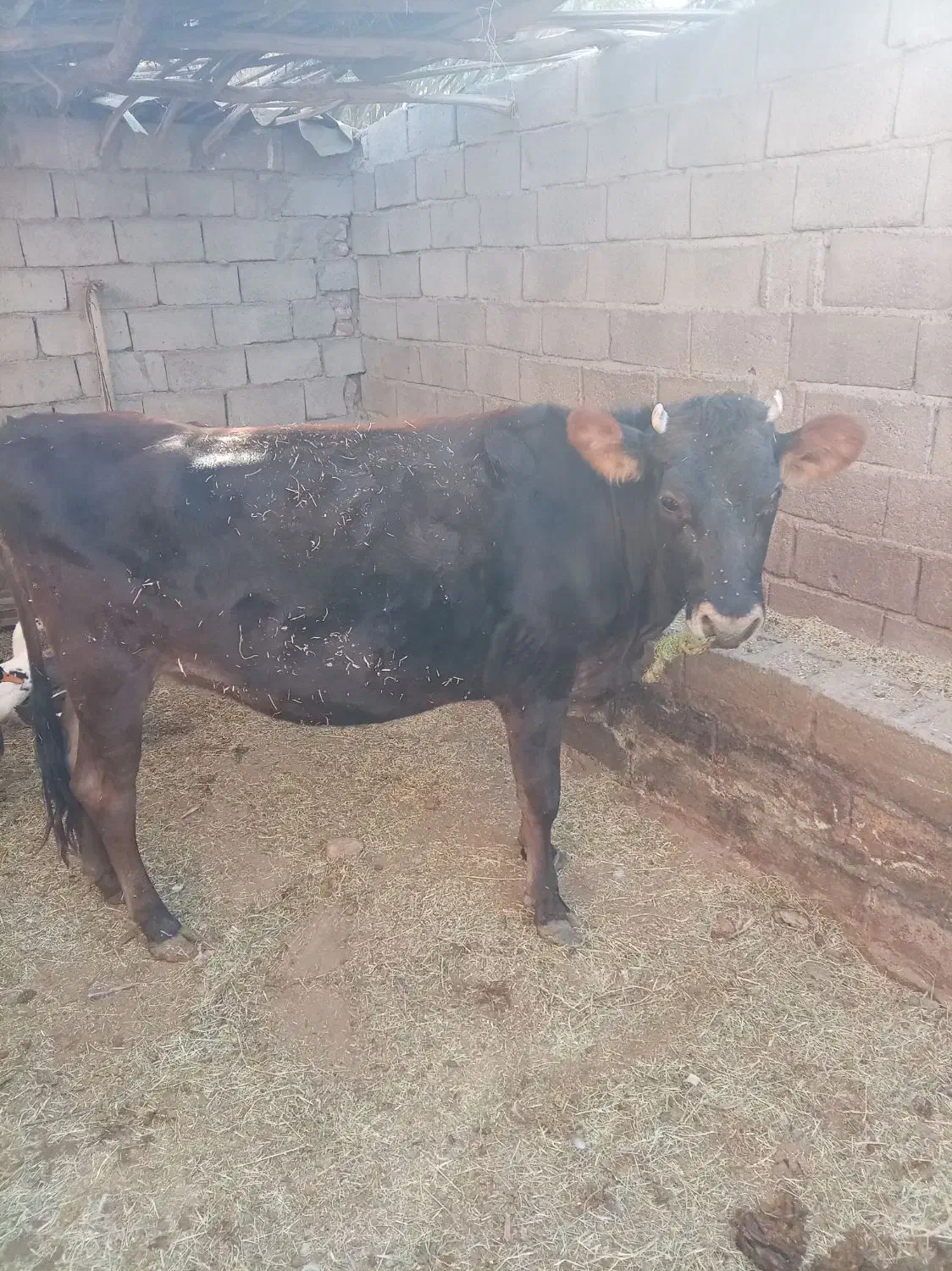 گاو|حیوانات مزرعه|نرماشیر, |دیوار