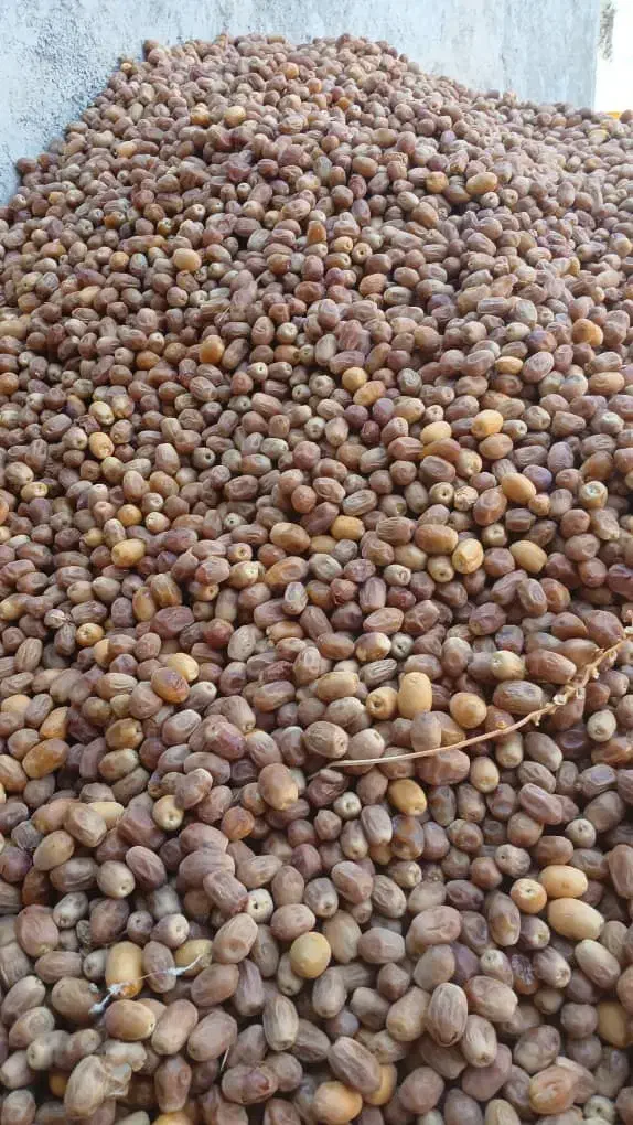 مقدار سه تن قصب درجه یک|عمده‌فروشی|ارم, |دیوار