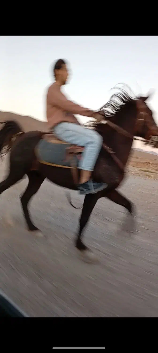 اسب یورقه|اسب و تجهیزات اسب‌سواری|سلیمان, |دیوار