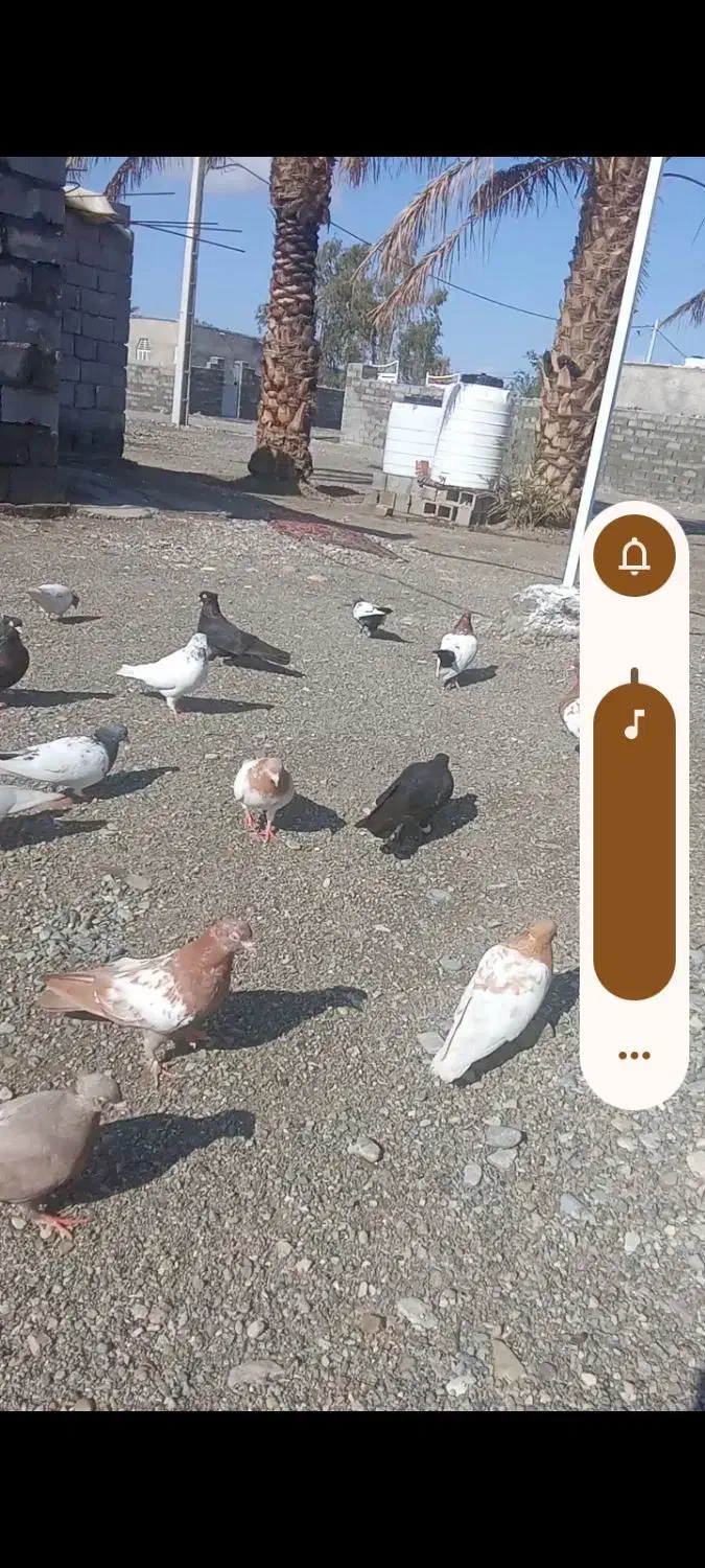 کبوتر|پرنده|کهنوج, |دیوار