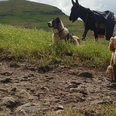 سگ گله ای|سگ|اردبیل, |دیوار