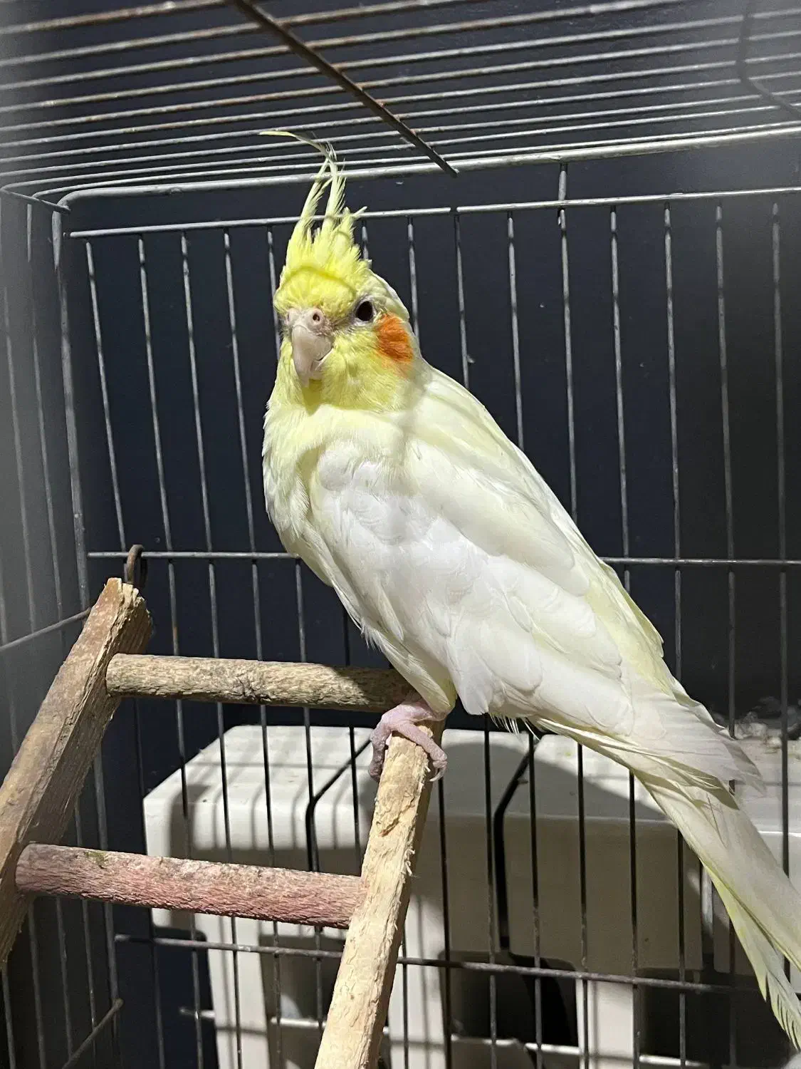 عروس هلندی مولد و رام|پرنده|ساری, |دیوار