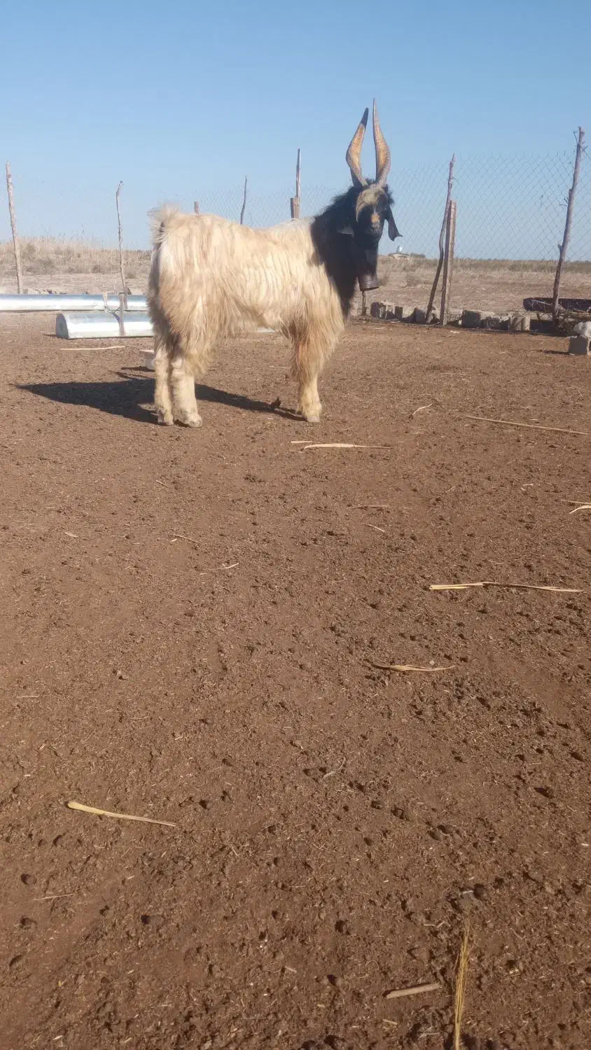 دوعددچاتمه|حیوانات مزرعه|انبارآلوم, |دیوار