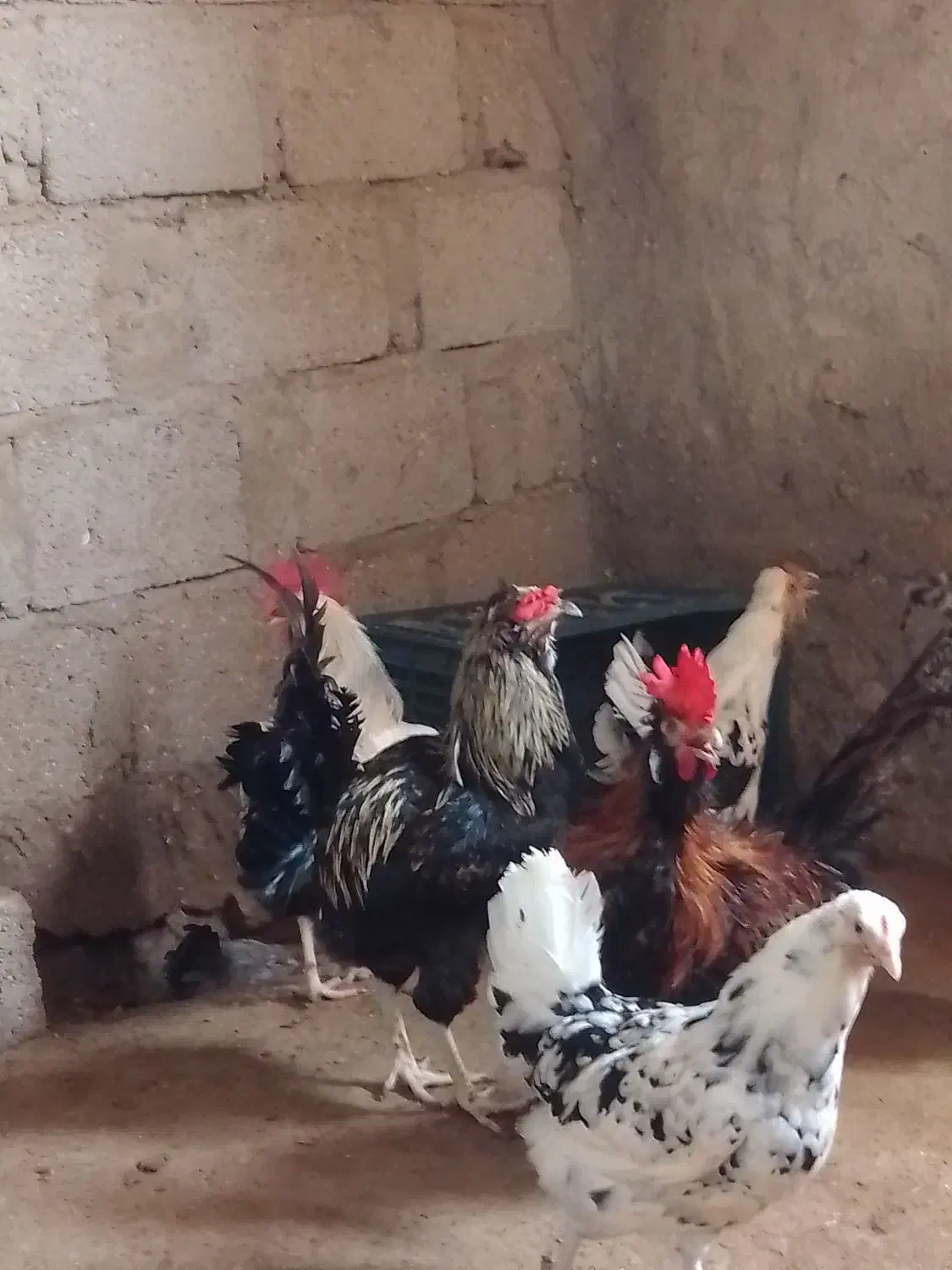 مرغ وخروس|پرنده|قشم, |دیوار