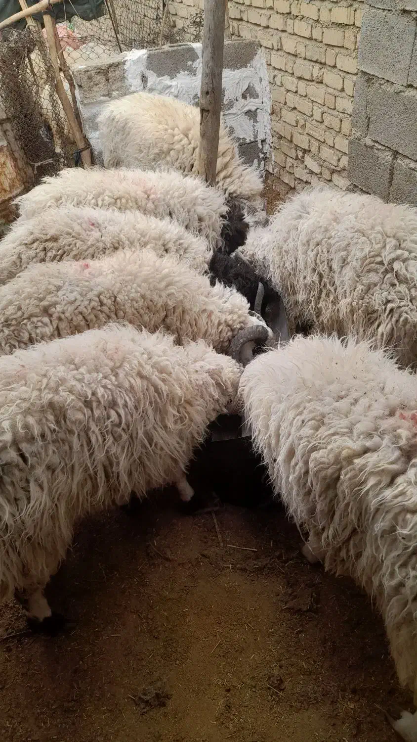 بره نر|حیوانات مزرعه|جنت, |دیوار