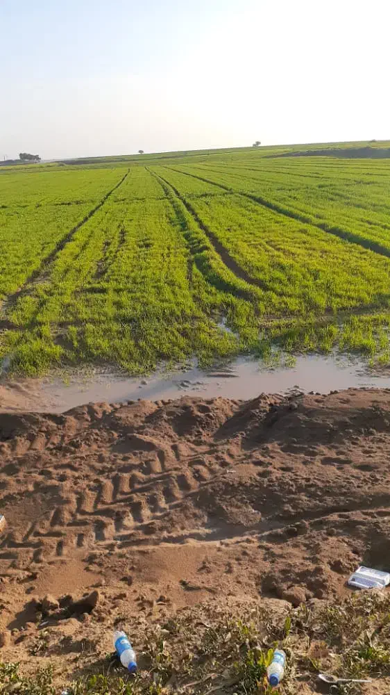 ۳۱ هکتار زمین کشاورزی جهت فروش|فروش دفتر صنعتی، کشاورزی، تجاری|دزفول, |دیوار