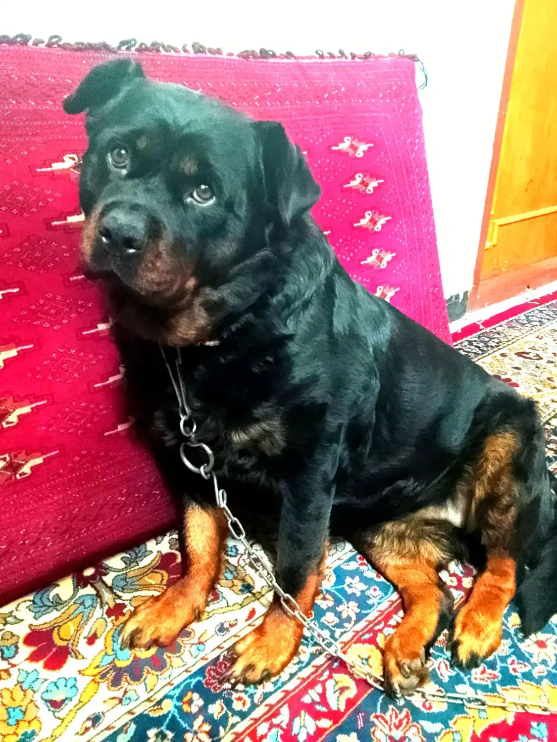 سگ ماده دوساله رتوایلر|سگ|شیروان (خراسان), |دیوار