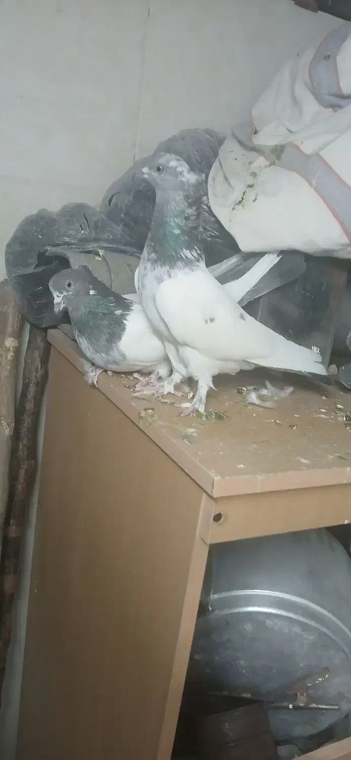 نروماده کلدم سبزکاکلی|پرنده|قم, نخودی|دیوار