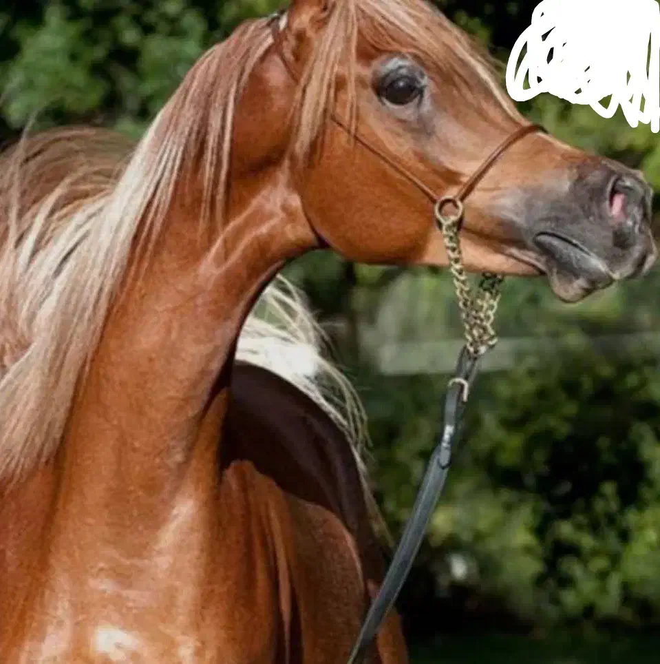 نریون دوسر|اسب و تجهیزات اسبسواری|تفت, |دیوار