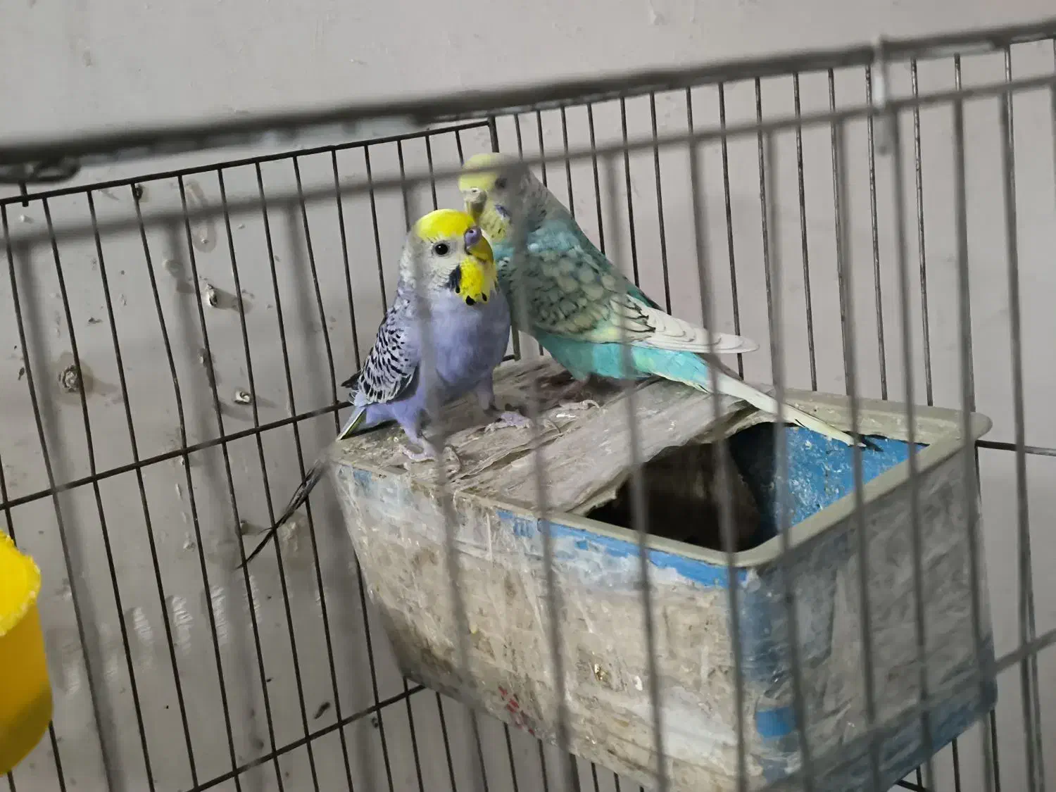 جفت مرغ عشق رینبو مولد|پرنده|بندر ماهشهر, |دیوار