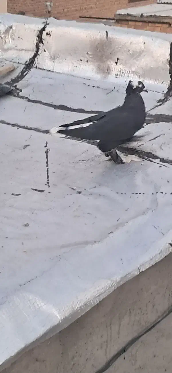 کبوتر اوجا و قره آغ قوریوخ نر|پرنده|باسمنج, |دیوار