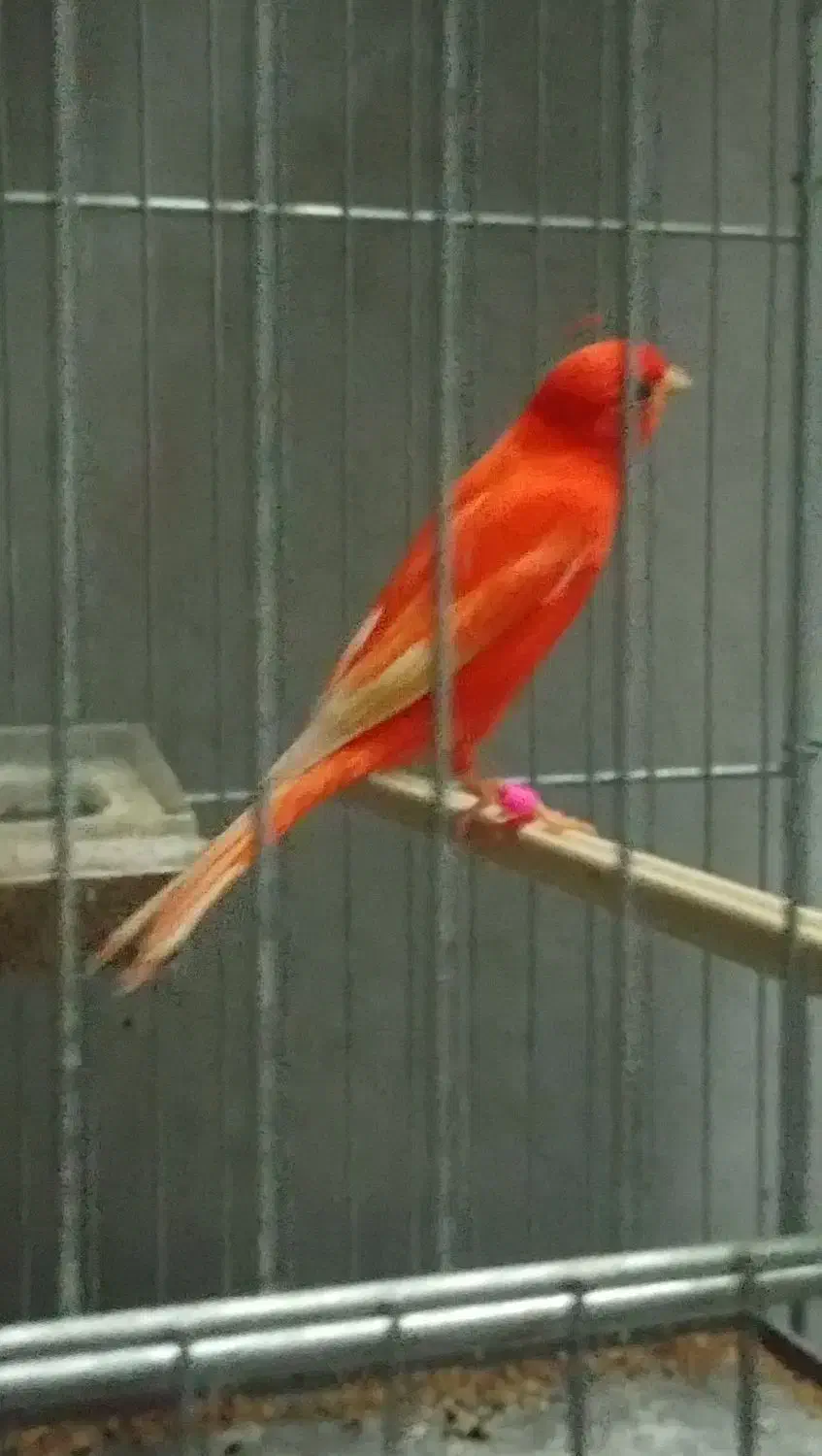 قناری|پرنده|اردبیل, |دیوار