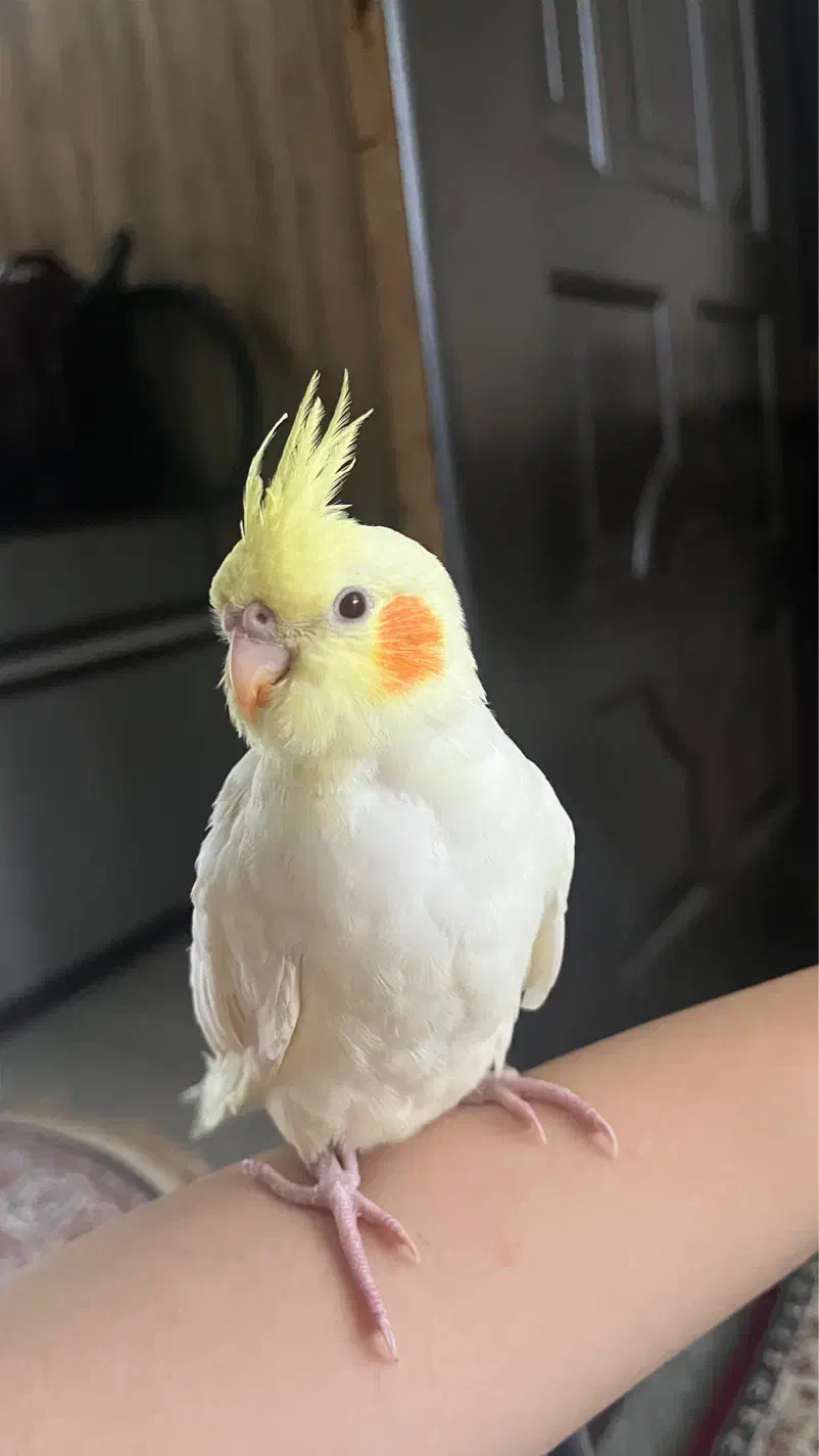 عروس هلندی لوتینو|پرنده|ارومیه, |دیوار