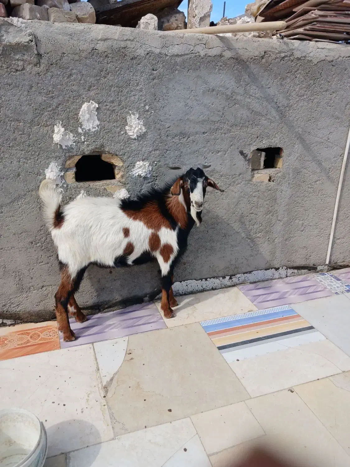 پاچن بدون دندان  مشتری واقعی تماس|حیوانات مزرعه|سراوان, |دیوار