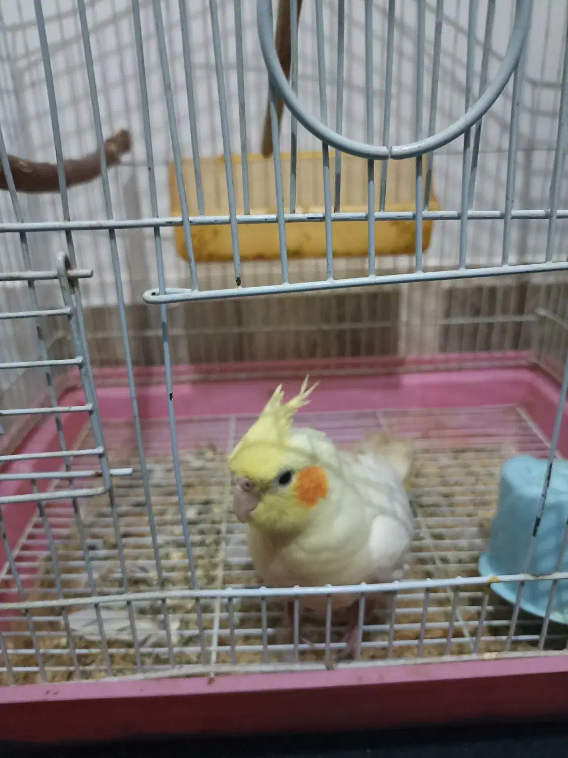 عروس هلندی لوتینو|پرنده|تربت جام, شهرک آزادگان|دیوار