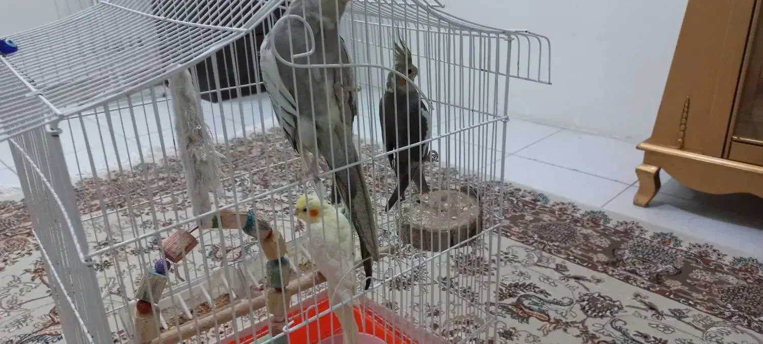 عروس هلندی|پرنده|تهران, والفجر (افسریه)|دیوار