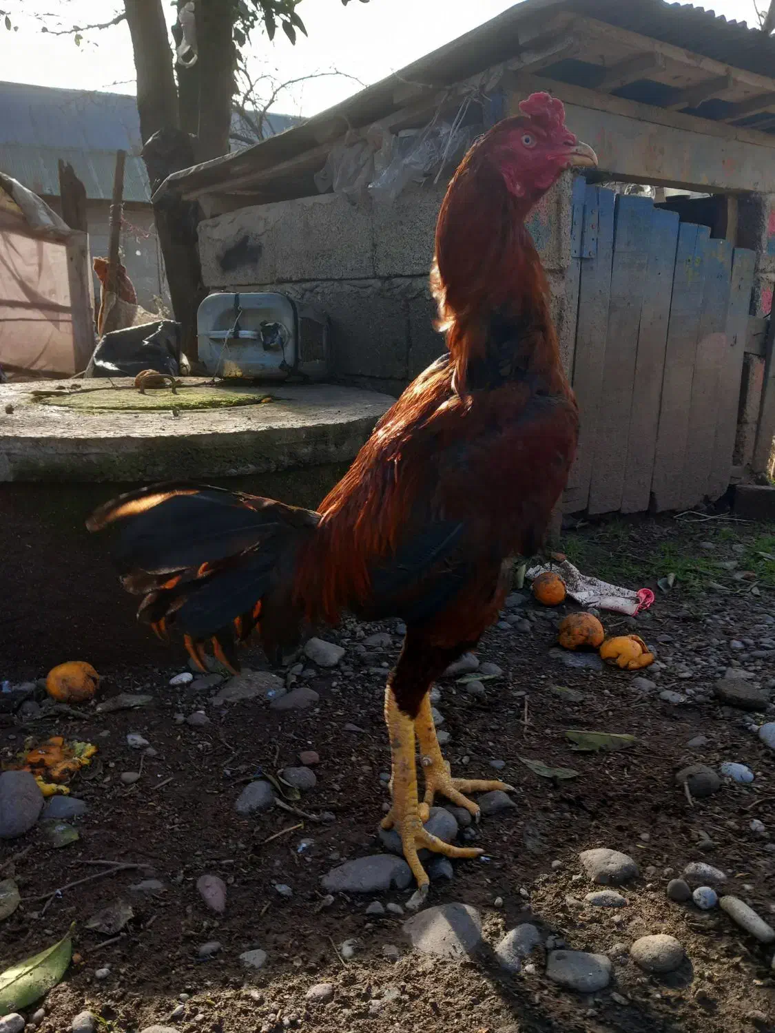 خروس لاری|حیوانات مزرعه|رشت, فلسطین|دیوار