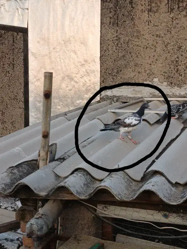 کبوتر گم شده|پرنده|گرگان, |دیوار