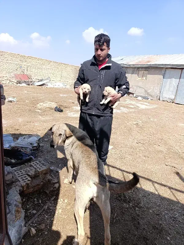 سگ گم شده|حیوانات|بجنورد, |دیوار