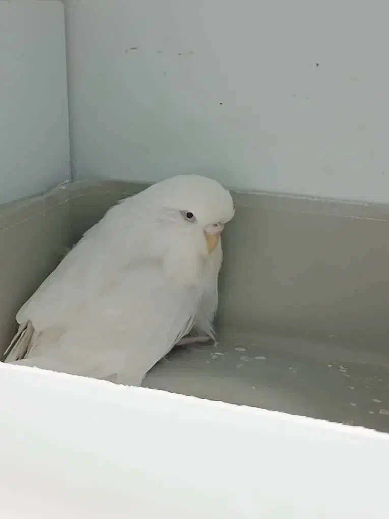 مرغ عشق انگلیسی گرید آ و قفس|پرنده|گرگان, |دیوار